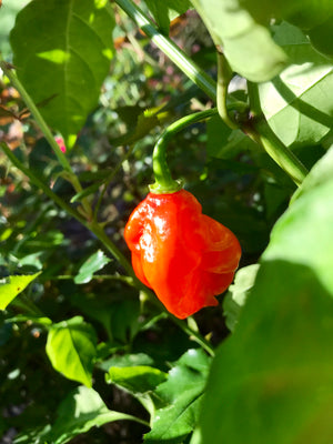 Trinidad Scorpion Pepper - [10, 20, 30 Seeds] - (CP 116)