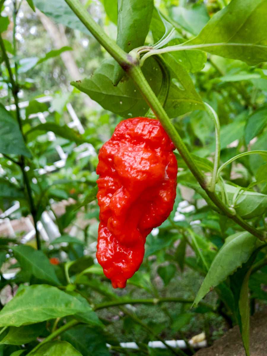 Red Ghost Pepper - [10, 20, 30 Seeds]
