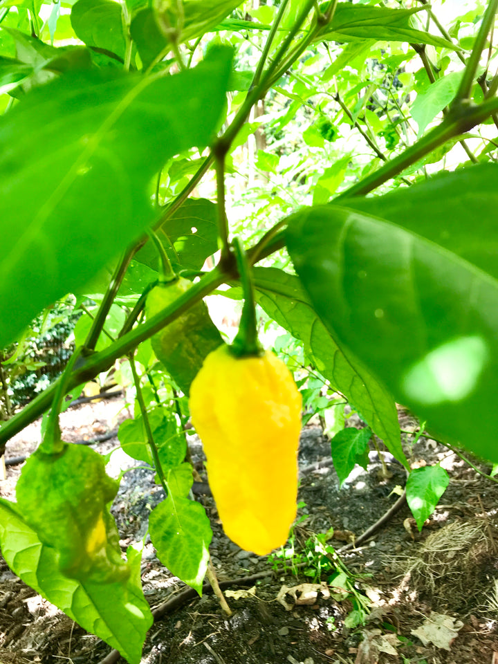 Yellow Ghost Pepper